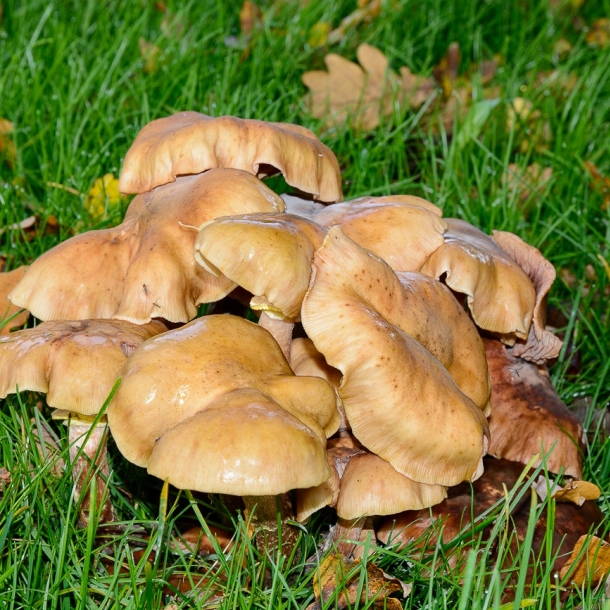 Wald- und Wiesenpilze