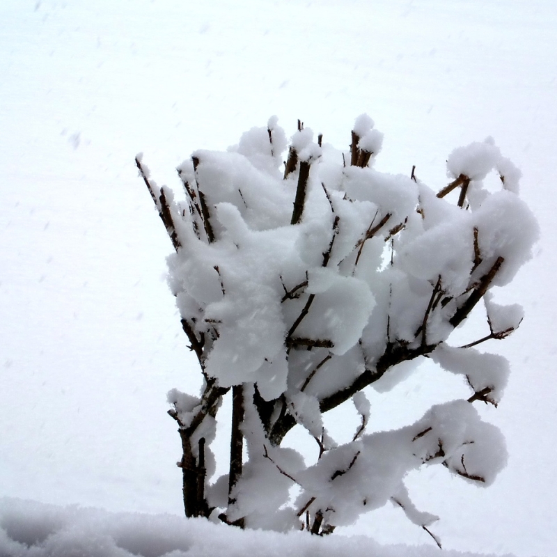 Winter 2010