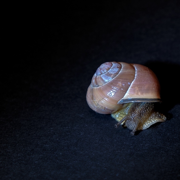 Schnecke