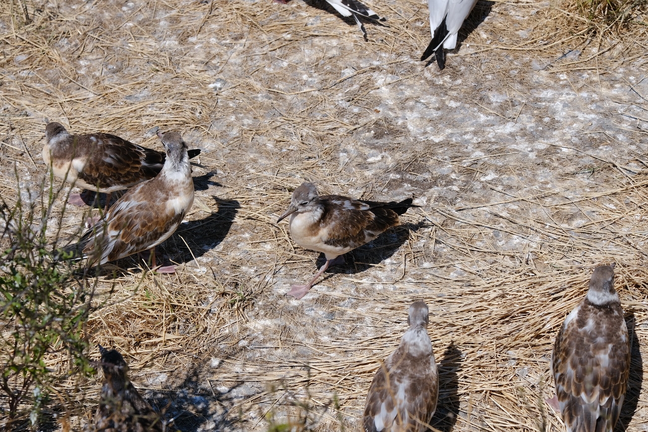 Seevögel am Eidersperrwerk