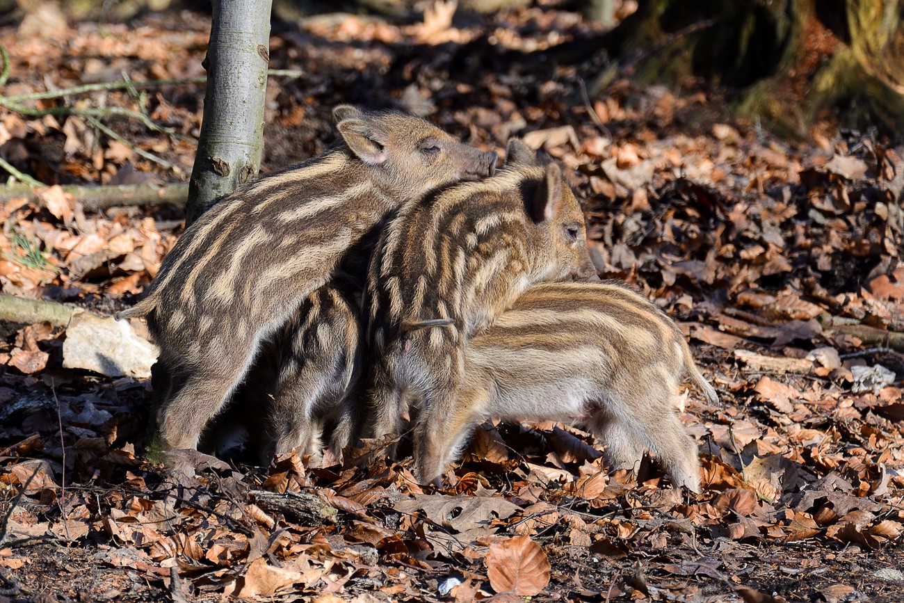 Wildschweingehege in Glücksburg 2019