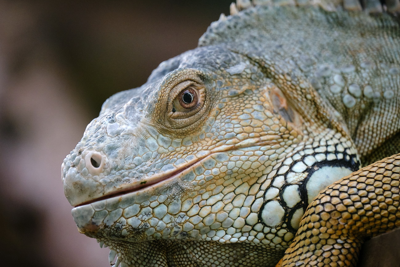 Leguan (Iguana iguana)