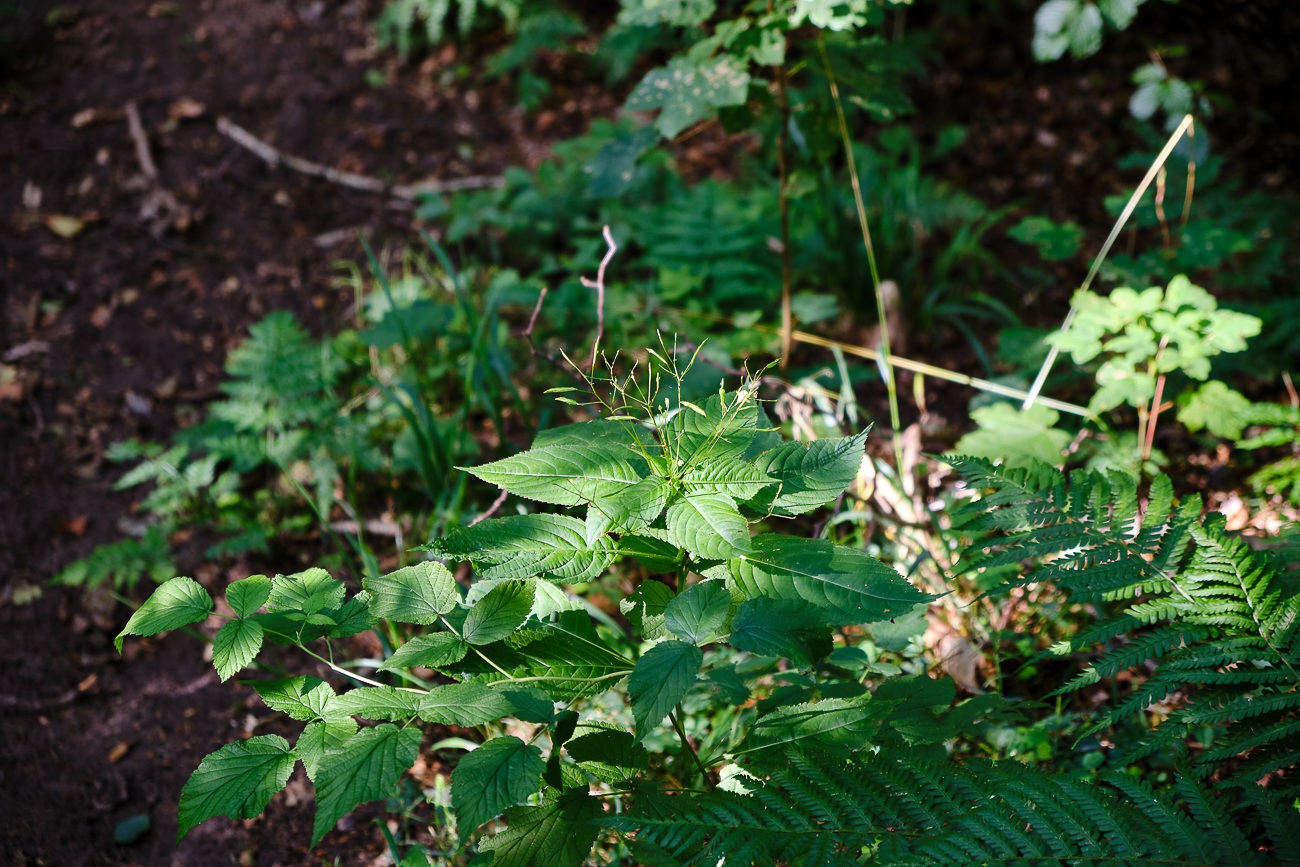 Twedter Feld Flensburg