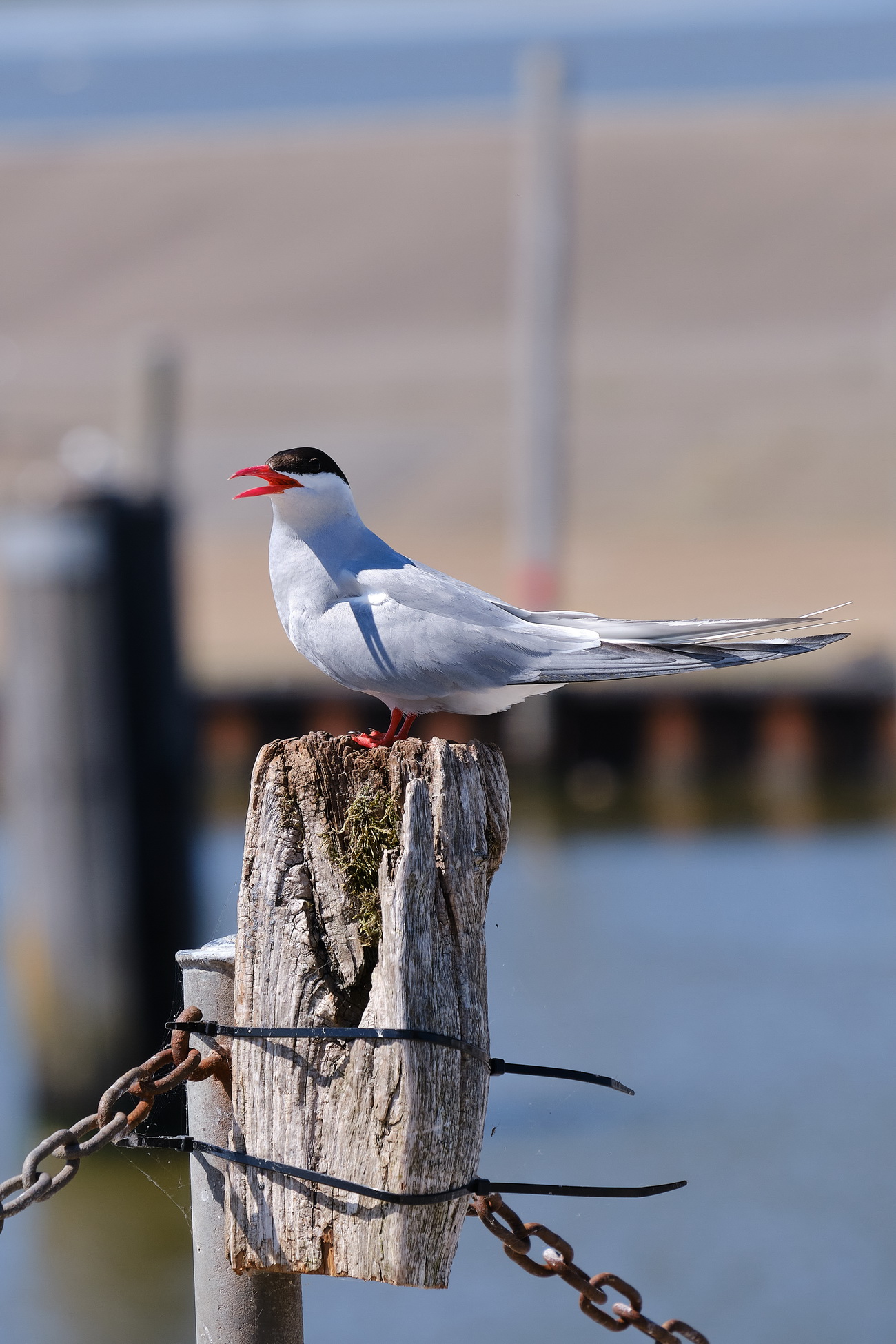 Seevögel am Eidersperrwerk