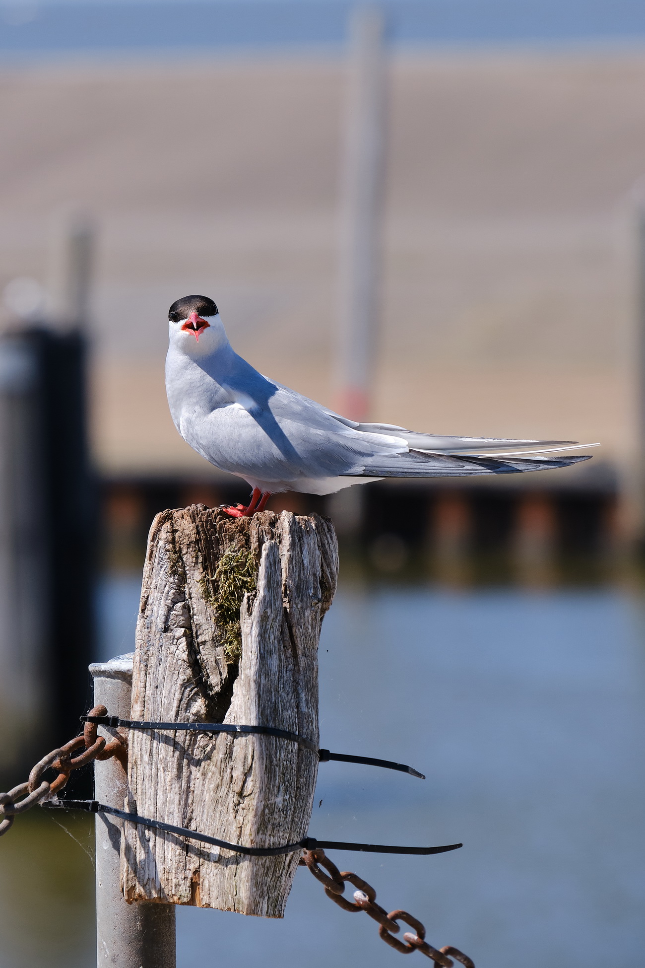 Seevögel am Eidersperrwerk
