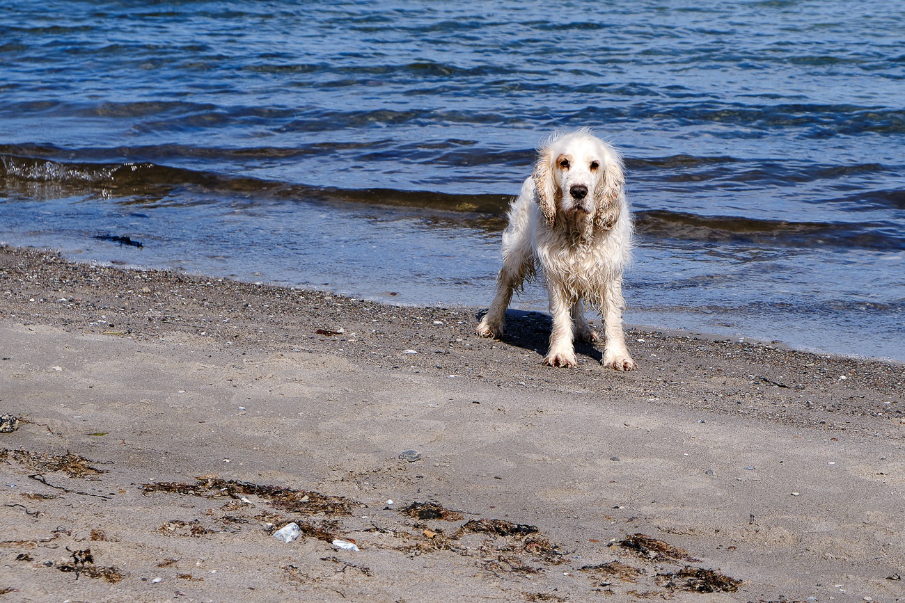 Am Strand von Falshöft