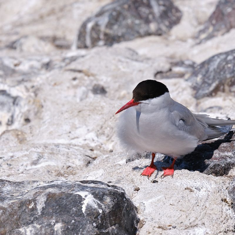 Seevögel am Eidersperrwerk