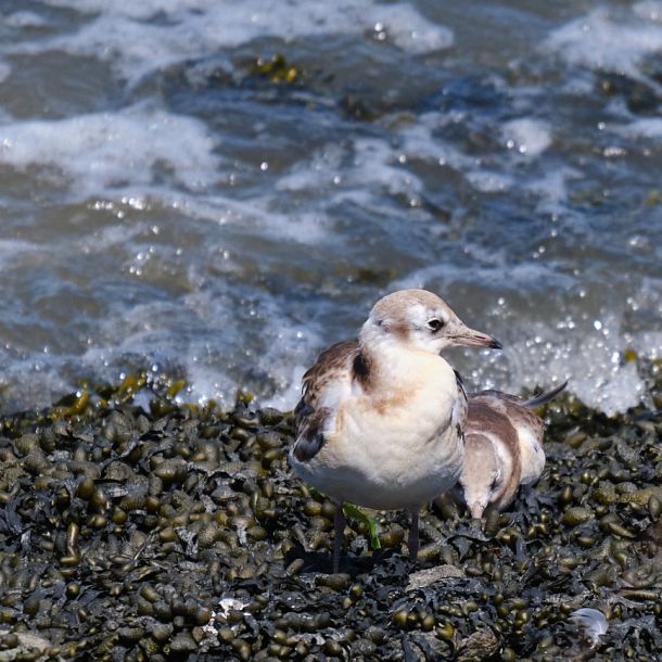 Seevögel am Eidersperrwerk