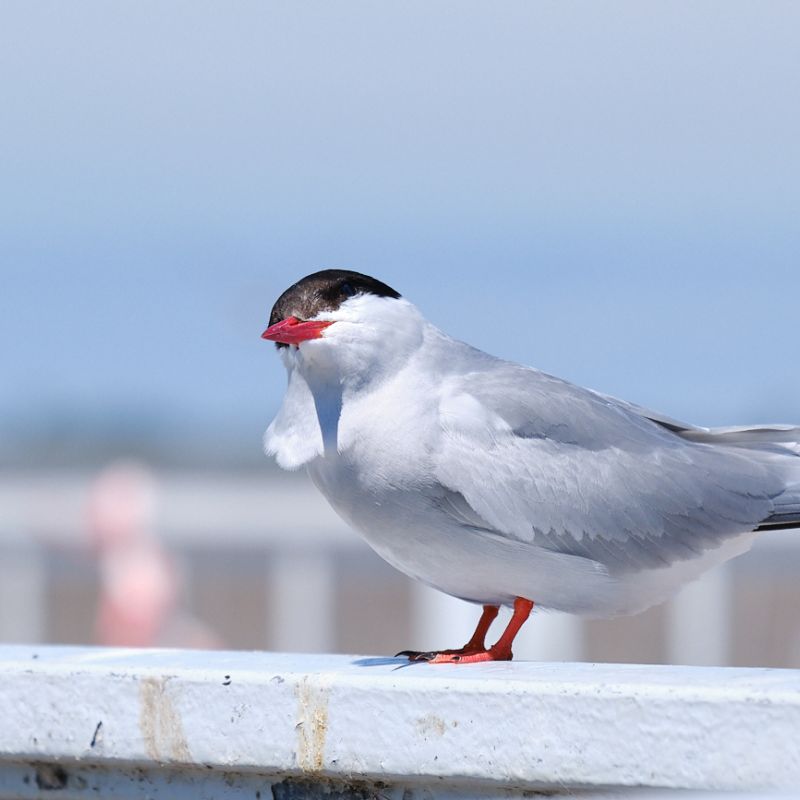 Seevögel am Eidersperrwerk