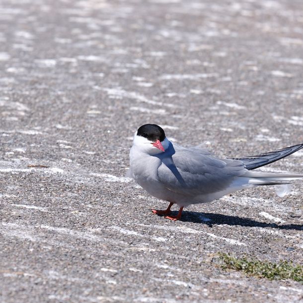 Seevögel am Eidersperrwerk
