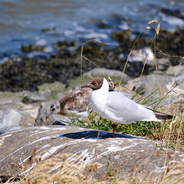 Seevögel am Eidersperrwerk
