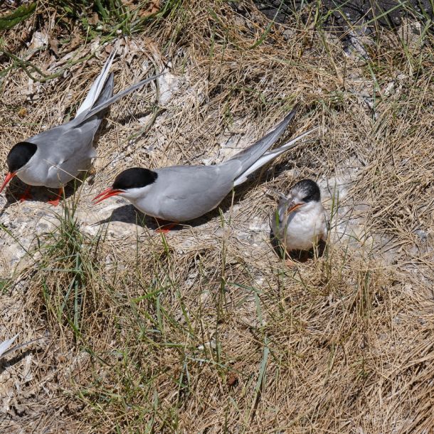 Seevögel am Eidersperrwerk