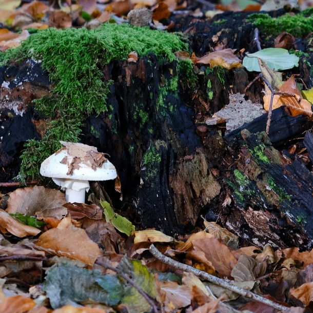 Wald- und Wiesenpilze