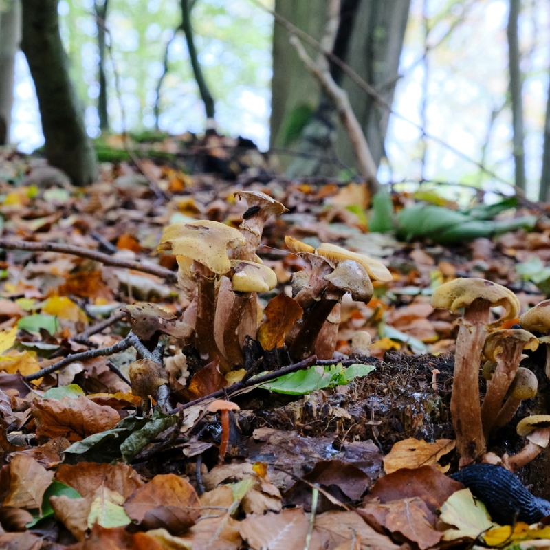 Wald- und Wiesenpilze
