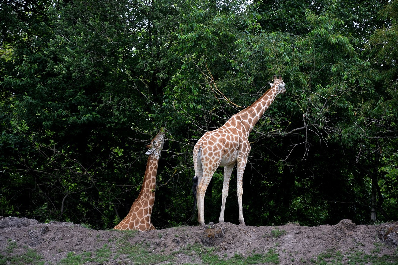 Serengeti Park Hodenhagen