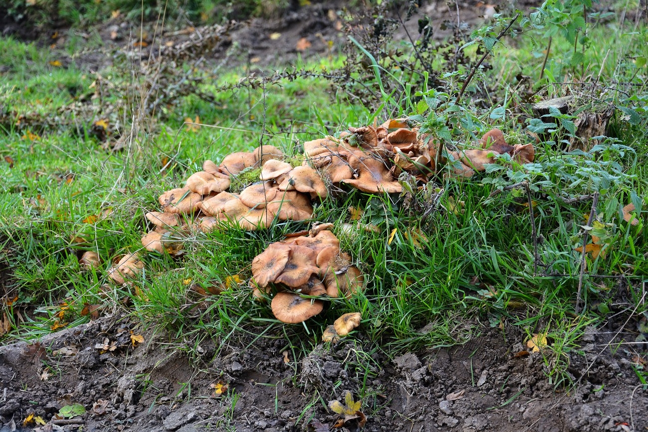 Am Volkspark in Flensurg