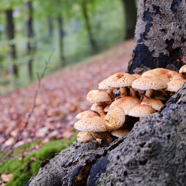Wald- und Wiesenpilze