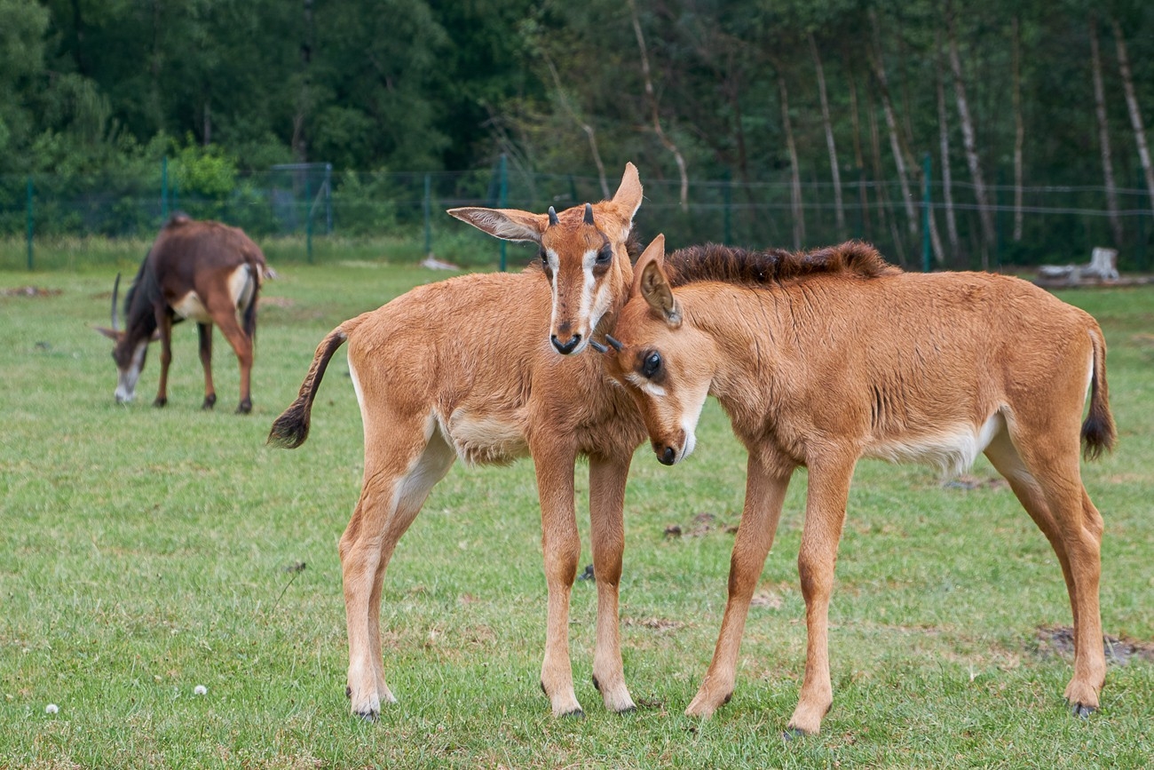 Serengeti Park Hodenhagen