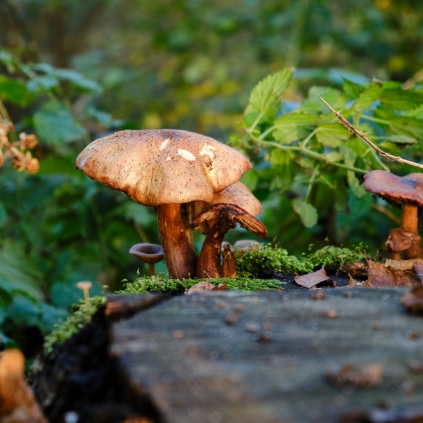 Wald- und Wiesenpilze