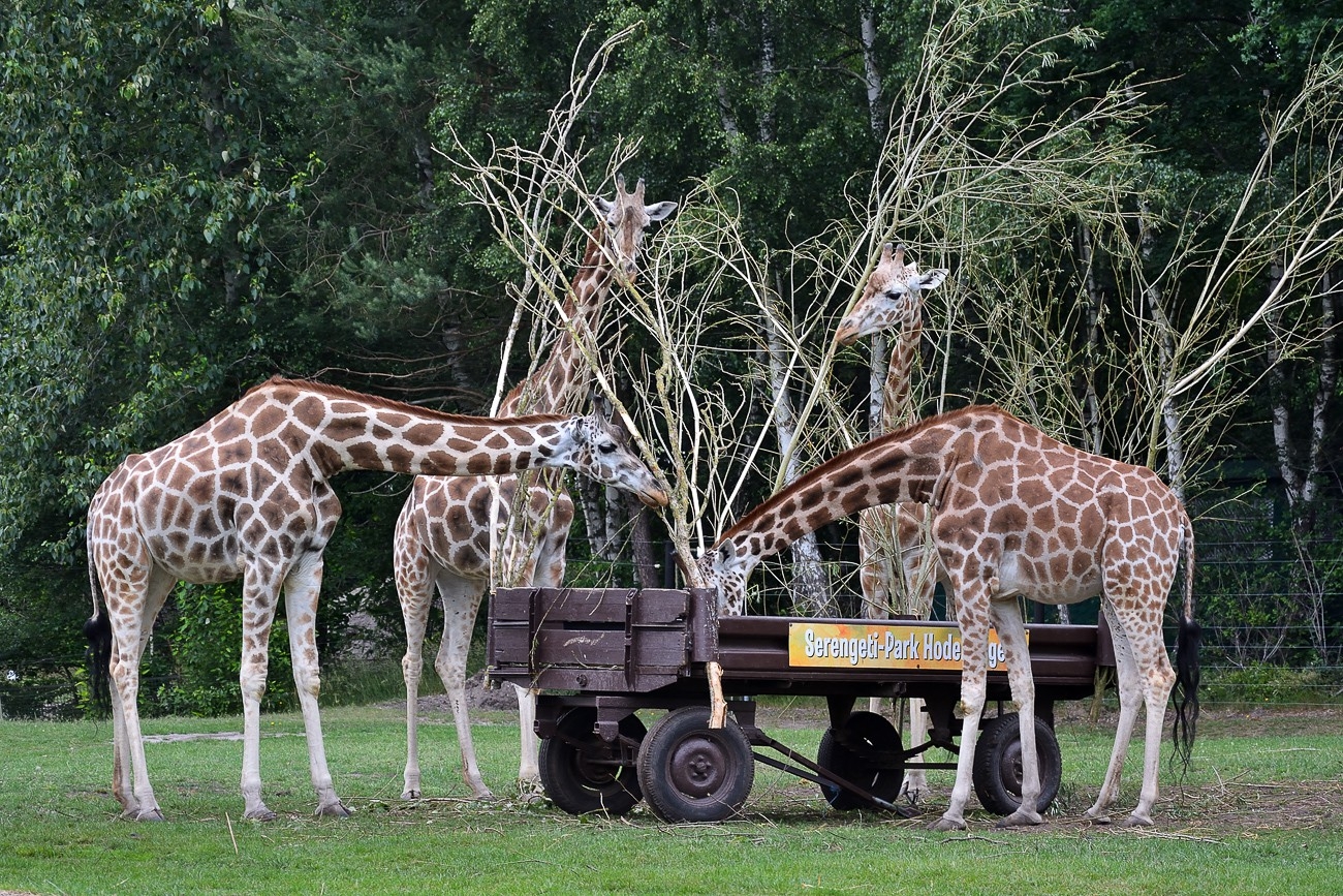 Serengeti Park Hodenhagen