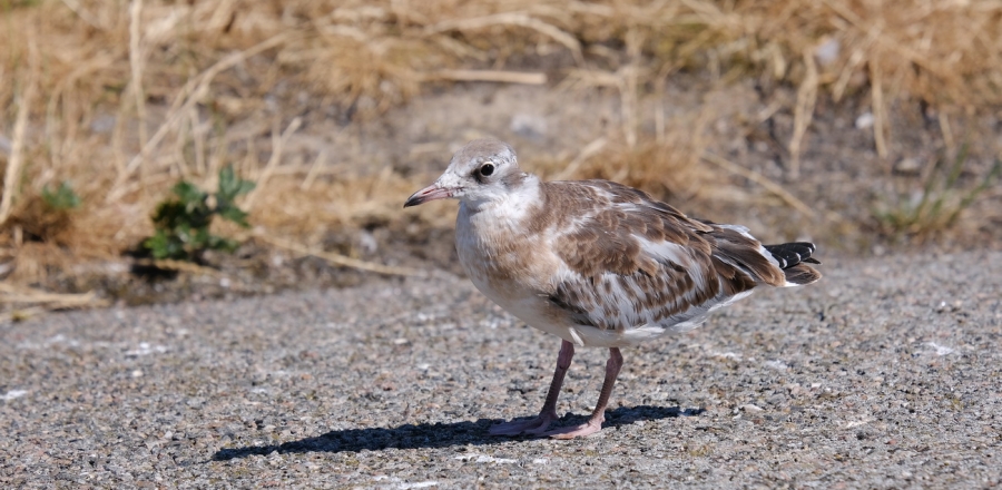 Seevögel am Eidersperrwerk