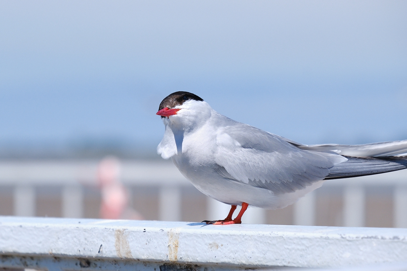 Seevögel am Eidersperrwerk