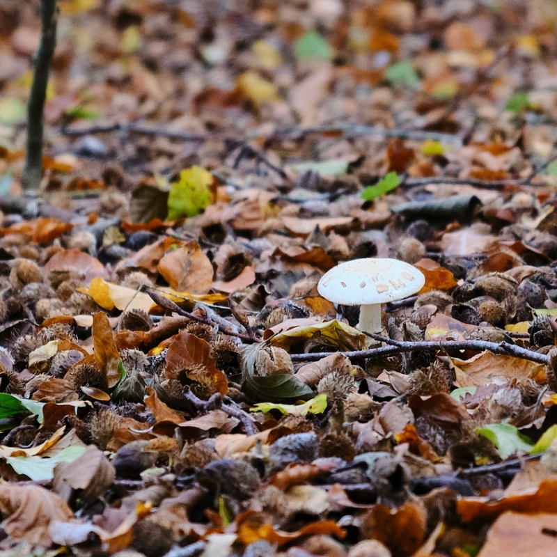 Wald- und Wiesenpilze