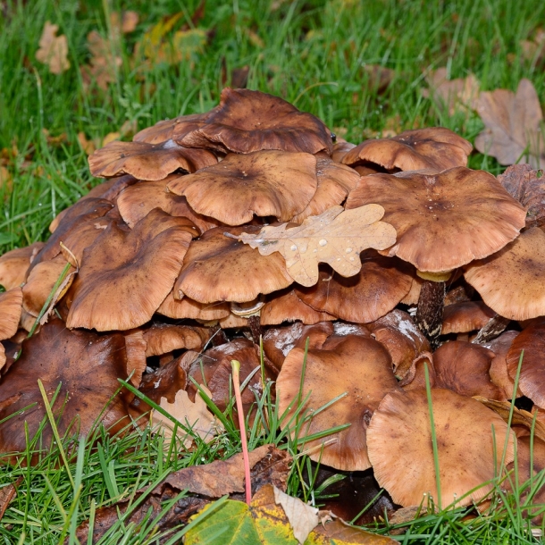 Wald- und Wiesenpilze