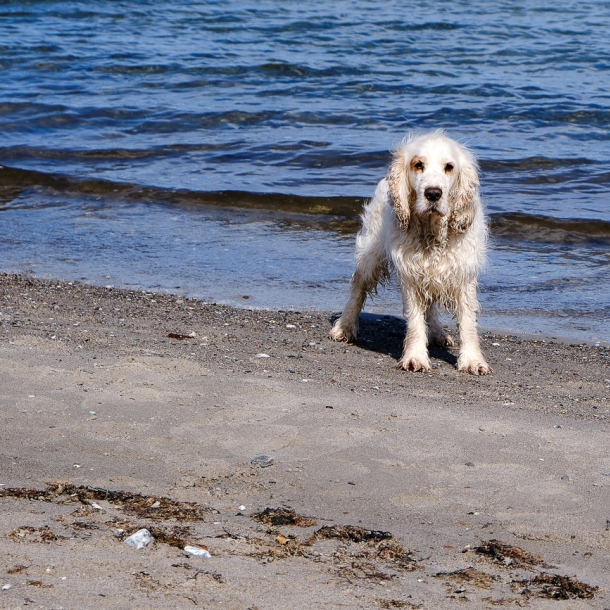 Am Strand von Falshöft