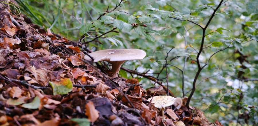 Wald- und Wiesenpilze