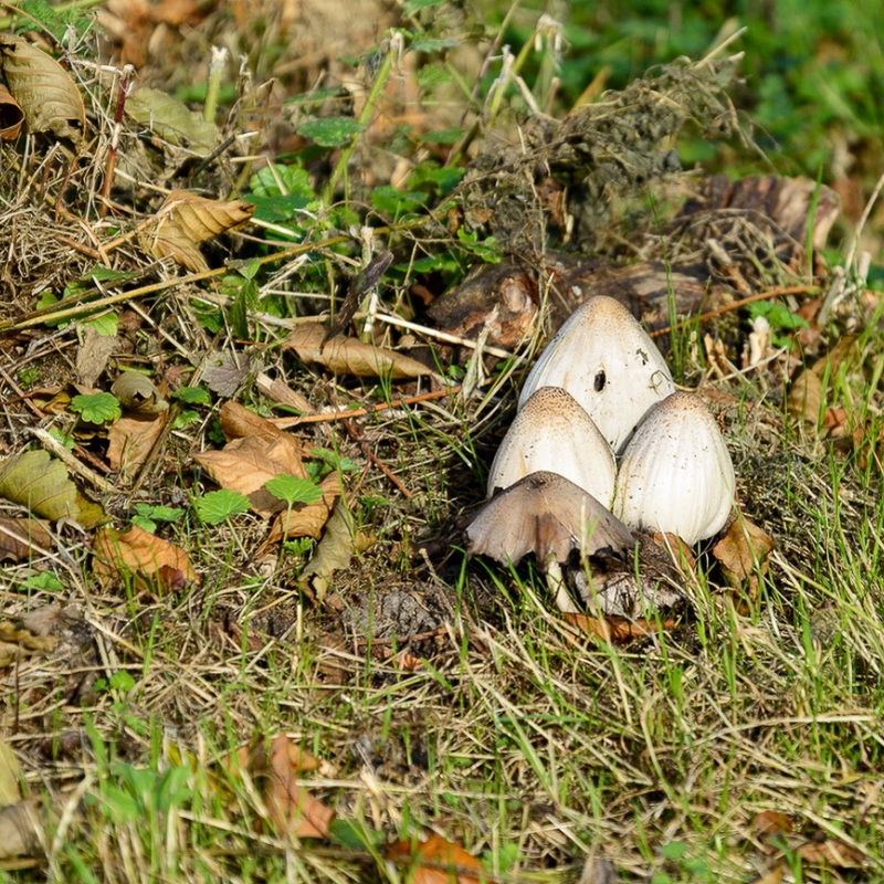 Wald- und Wiesenpilze
