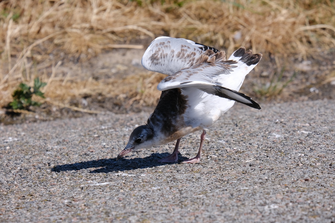Seevögel am Eidersperrwerk