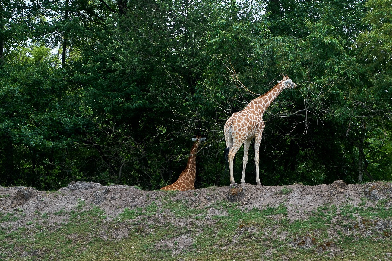 Serengeti Park Hodenhagen