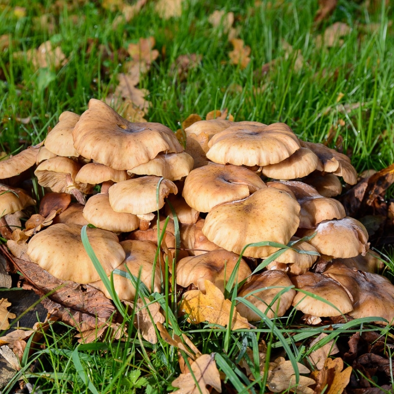Wald- und Wiesenpilze