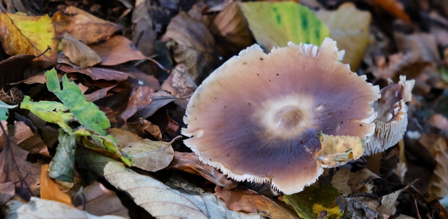 Wald- und Wiesenpilze