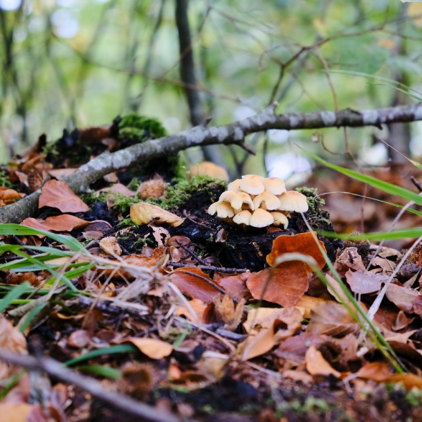 Wald- und Wiesenpilze