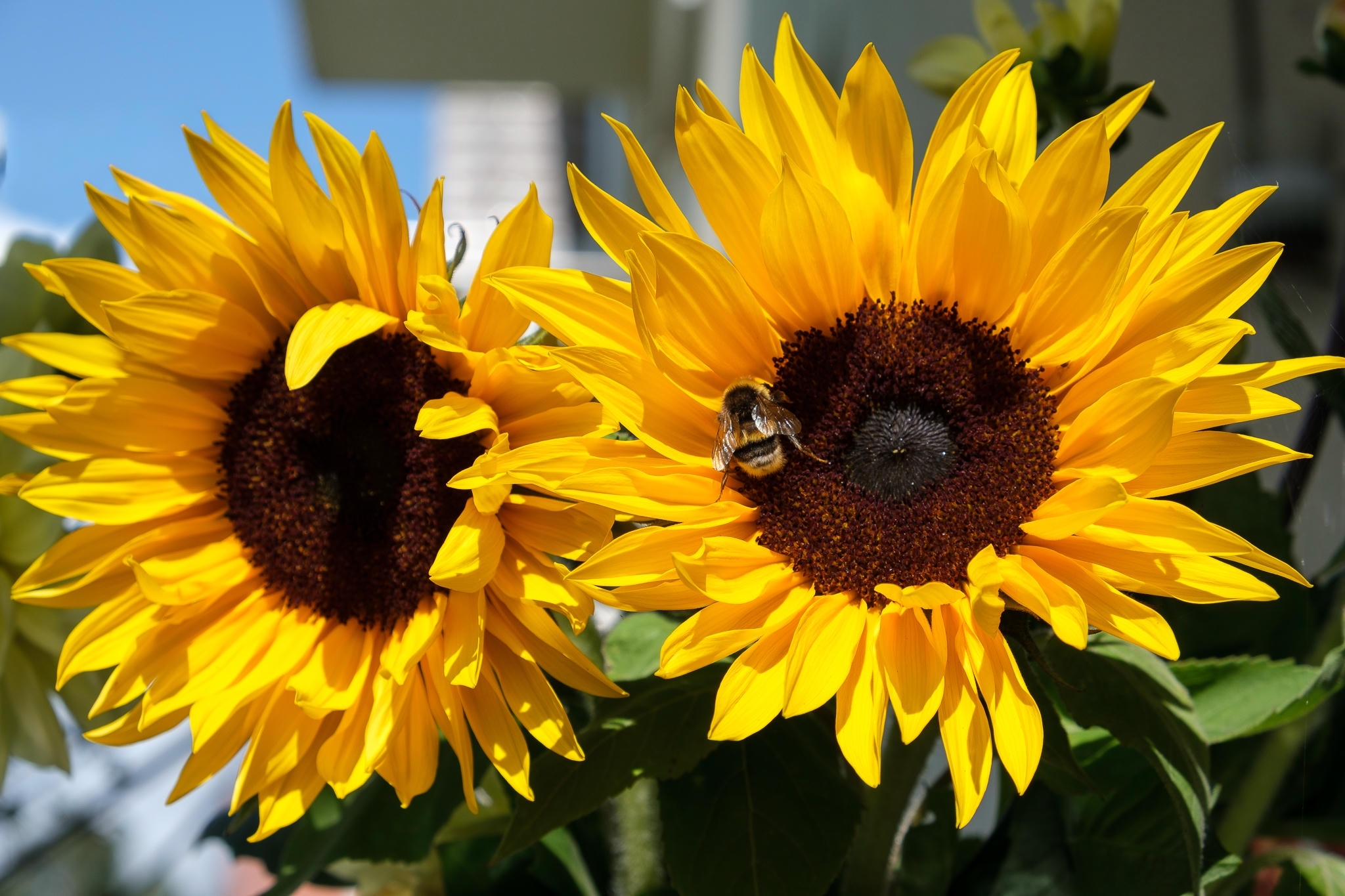 Sonnenblumen 2025