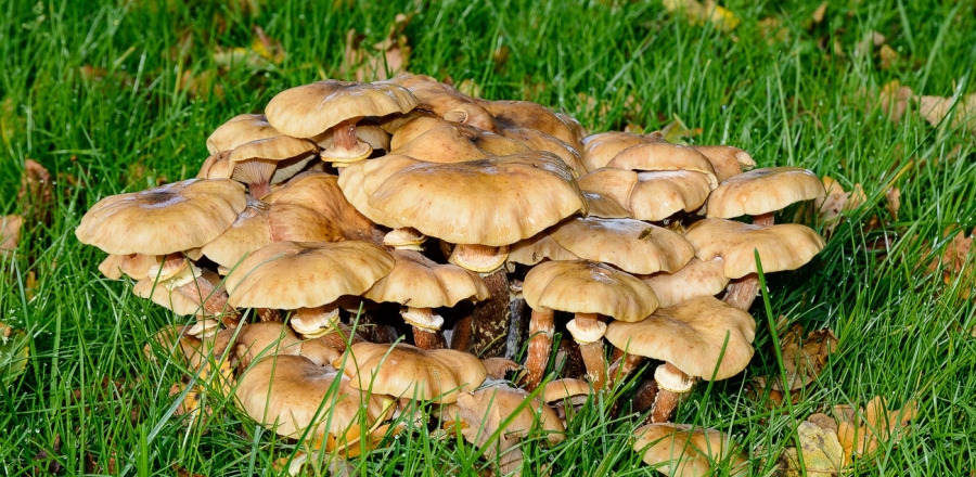 Wald- und Wiesenpilze