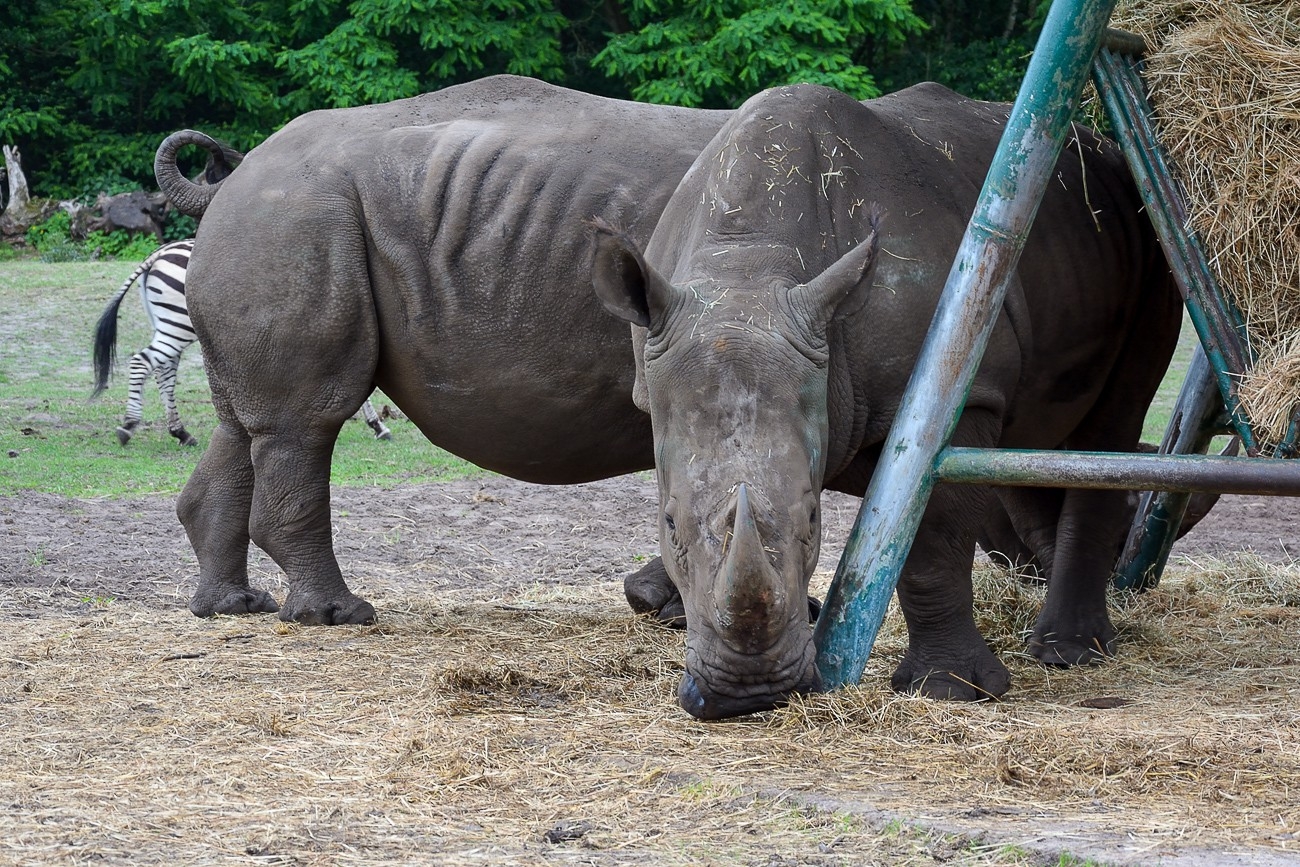 Serengeti Park Hodenhagen