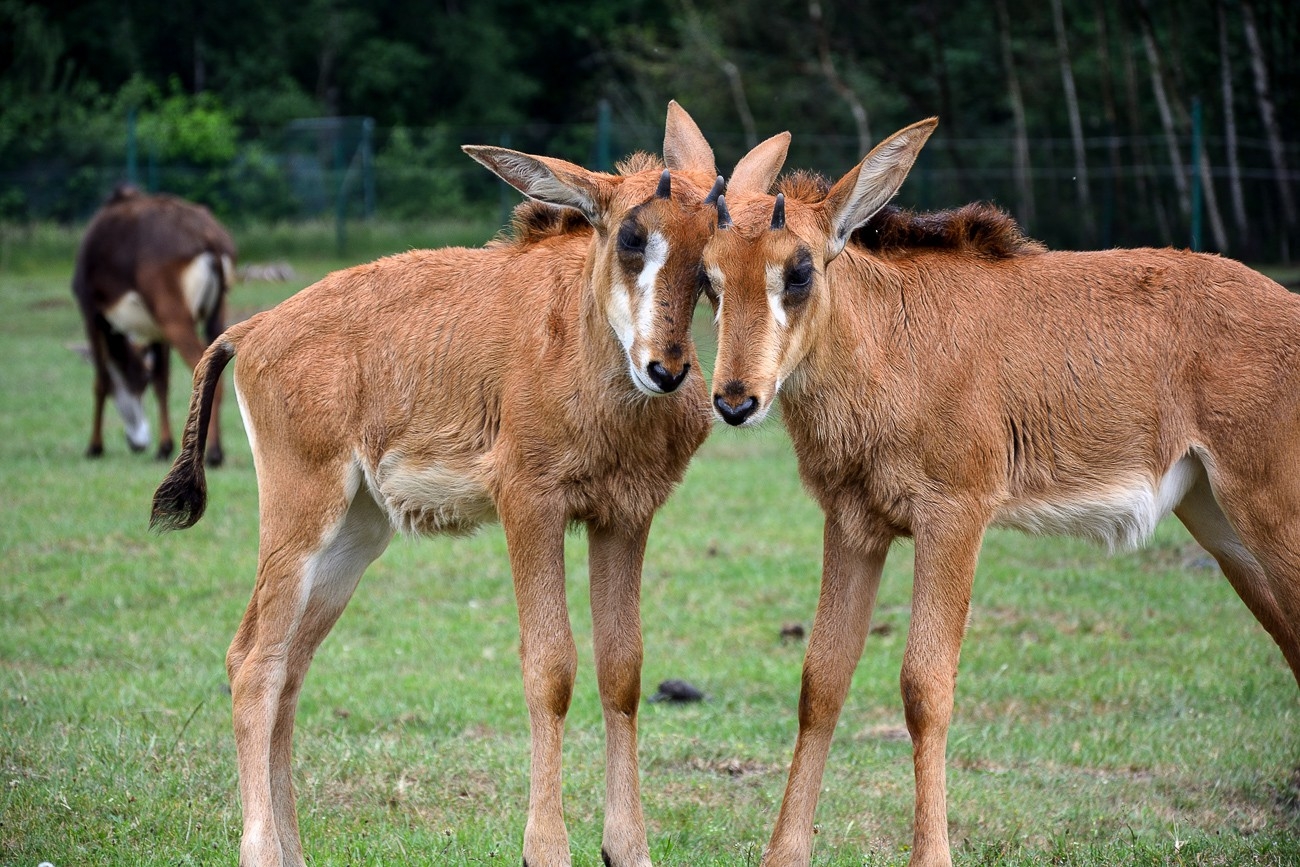 Serengeti Park Hodenhagen