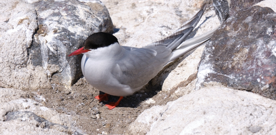 Seevögel am Eidersperrwerk