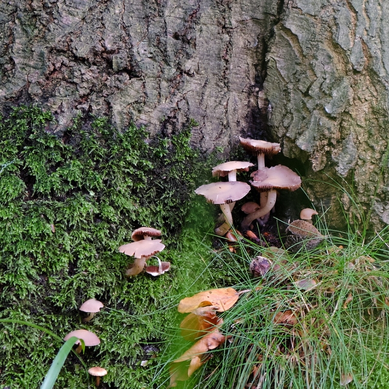 Wald- und Wiesenpilze