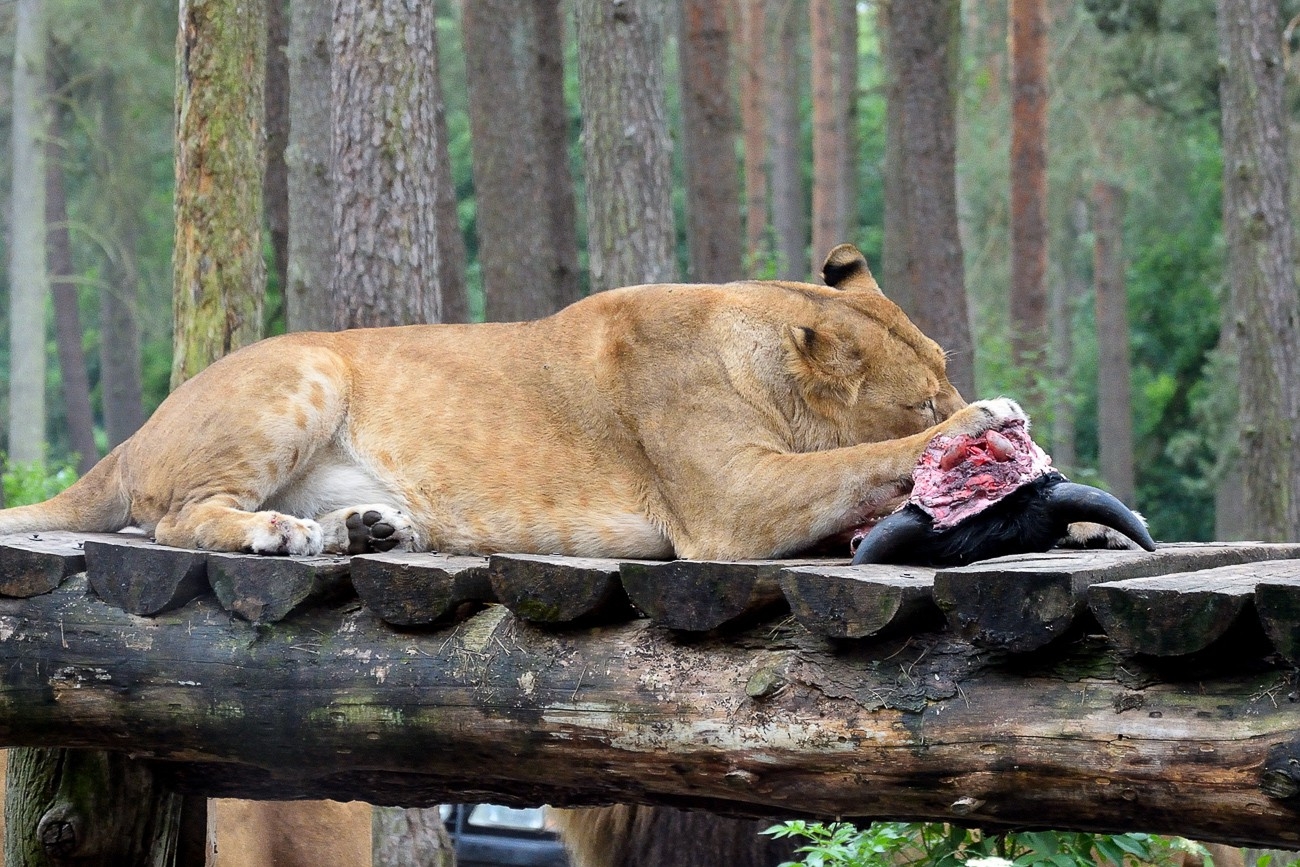Serengeti Park Hodenhagen